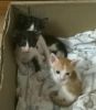 3 kittens available