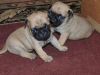 Pug puppies for sale in Oregon
