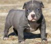 4 Pit bull Puppies for sale
