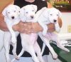 Adorable Dogo Argentino Puppies Available Now
