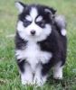 Pomsky Puppies for Sale