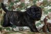 Awesome Brindle Mastiff Puppies For Sale