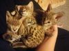 Serval kitten for sale now