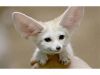 Home raise baby Fennec Fox for sale