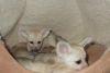 young fennec foxes available