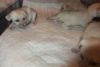 adorable fennec foxes for good homes