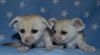 fennec foxes available