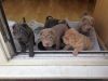 Male and female Shar pei puppies