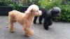 smart poodle pups available
