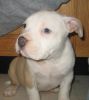BEAUTIFUL FEMALE AND MALE PIT BULL PUPS FOR SALE