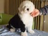 AKC registered Bobtail puppies for sale