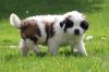 Astonished Saint Bernard Puppies For Sale