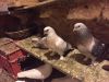 Pakistani high flyers pigeons