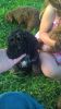 Stunning F1 Sproodle Puppies Only 1 Girl Left