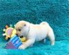 Teddy Bear Chowski Puppies
