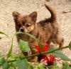 very beautiful and sweet pomchi Pups