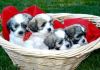Lovely Shichon Puppies For Sale.
