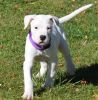 Gorgeous Dogo Argentino puppies For Sale