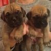 Beautiful litter of Mastiff puppies for adoption