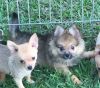Pomchi Puppies - Females - Health Guaranteed