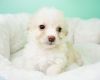 Pomapoo Puppy – Male- Shane ($599)