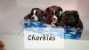 Chorkie puppies (chihuahua & yorkie)