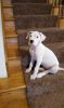 Affectionate Dogo Argentino Puppies. Text (xxx) xxx-xxx2