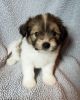 Pappichon Puppies for Sale