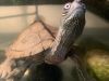 Land/Water Turtle for sale
