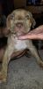 pitbull mastiff puppies for sell
