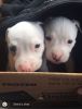 Pitbull terrier puppies