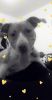 Pitbull 1yr old beautiful pup