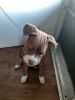 Red Nose Bully Pit Mix Breed 5month's