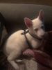 Beautiful Girl Husky / Shepard Puppy