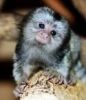 Pygmy marmoset monkeys avialable text at