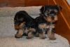 One little male and one female Yorkie left