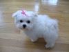 charming Male And Female maltese Puppies