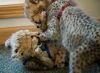 babies cheetah cubs for free adoption