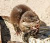 Adorable asian clawed small otters for sale