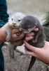 We have three pair of asian otter for sale