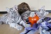 White Tiger Cubs For Sale