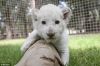 white Lion cubs