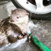 Otter pups for rehoming