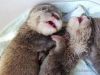 Otters available now for sale