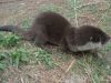 Otters For Sale Text Or Call At (xxx) xxx-xxx5