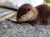 Home raised small clawed otters babies for sale