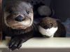Asian Otters to re home