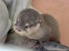 Asian Clawd OTTERS FOR SALE