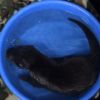 Asian Small Clawed Otters Call or Text xxx-xxx-xxxx