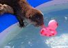 Asian Small Clawed Otters new Litters available xxx-xxx-xxxx